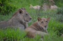 Lion pride in Zambia