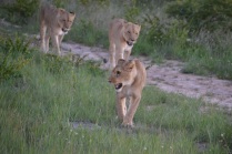 NIght encounter lions