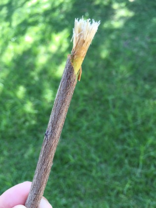 A natural toothbrush; the handlers taught me how do make it