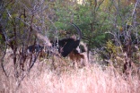 Blurry shot of a sable and babies