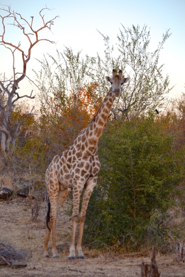 Male giraffe