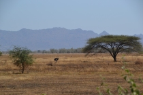 Male ostrich wooing a nearby female