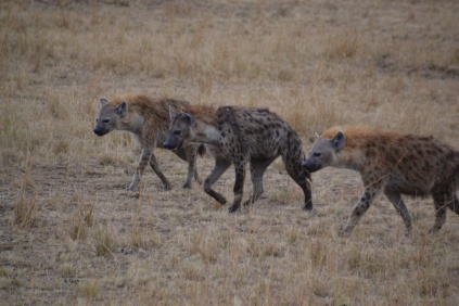 Trio of hyena