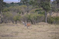Female eland and calf