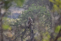 Preening while waiting for the hyena to finish eating