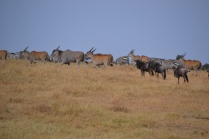 Zebra, eland, and wildebeest on the move
