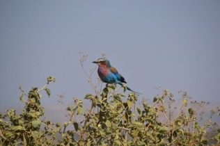 The ever-so-popular Lilac-breasted roller