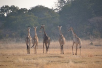 Strolling giraffe