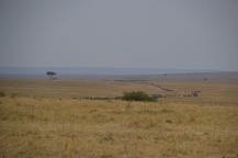 Wildebeest migration over the plains