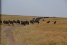Massive amounts of wildebeest