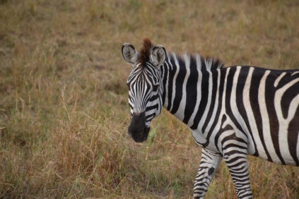 The ever-photogenic zebra