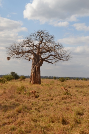 Impala surrounded baobab