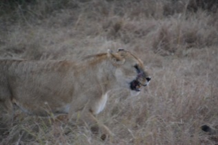 One of the two fighting females with fresh wounds