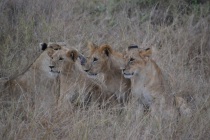Cubs at attention