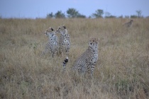 Mother is second from left with two cubs, third in background to right