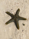 Cool starfish