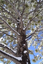 Snowy tree against the sky